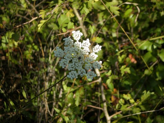 Daucus carota